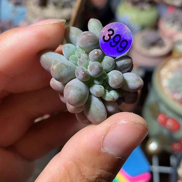 仙子奶酪缀化多肉植物