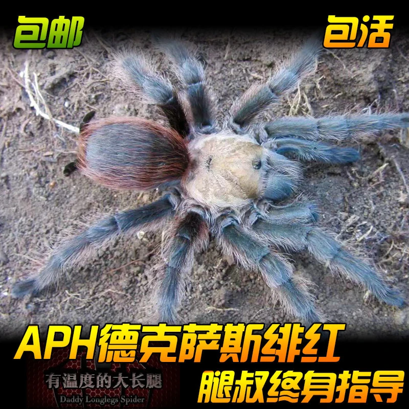 腿叔~Aph属德克萨斯绯红食鸟蛛收藏级好养地栖宠物蜘蛛