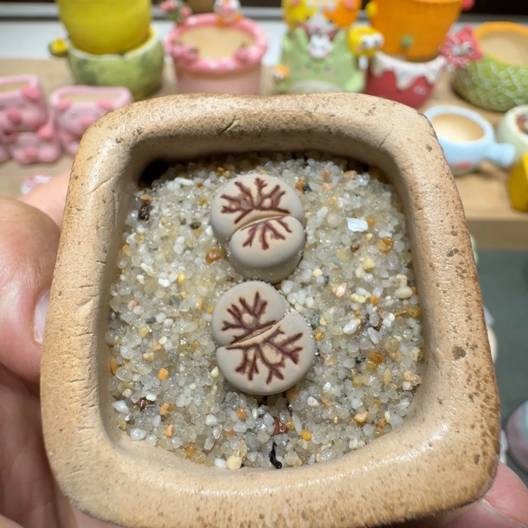蘑菇292菊化石菊化石