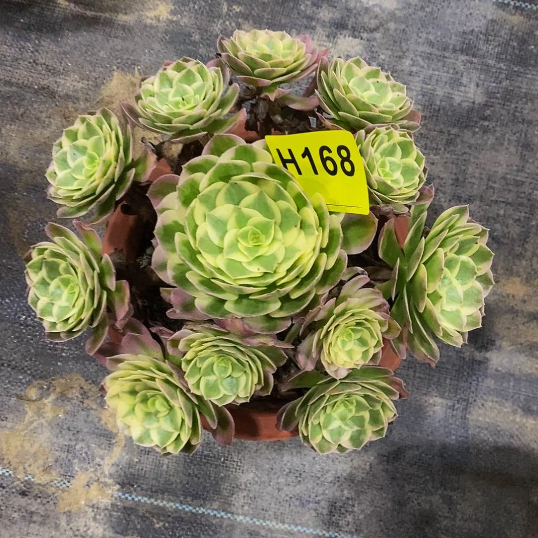 168海王555555555