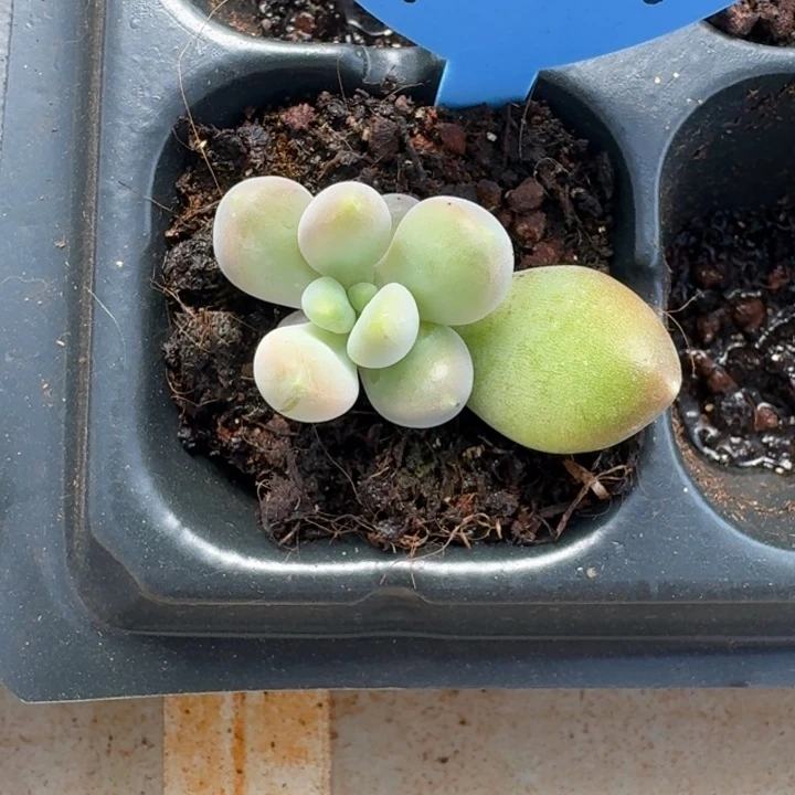 牛油果 叶插 一物一拍