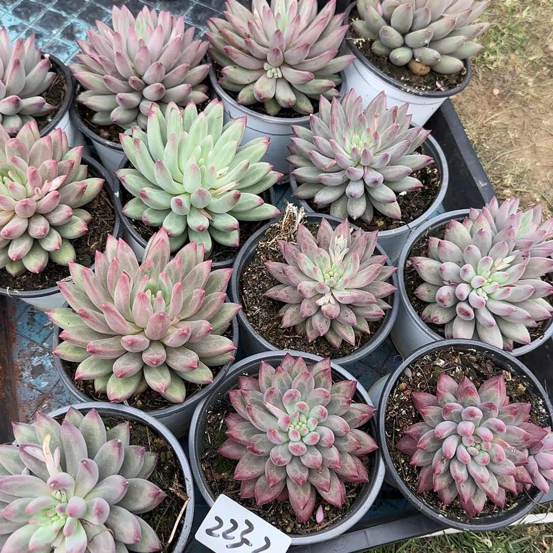 223-20单头虞美人多肉随机