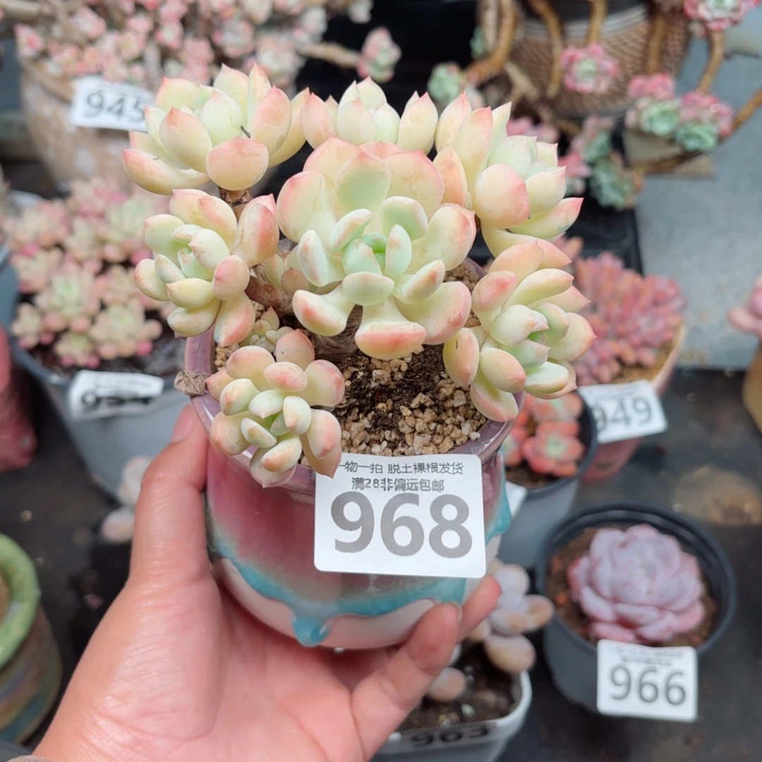 蜜桃格林无盆土发货