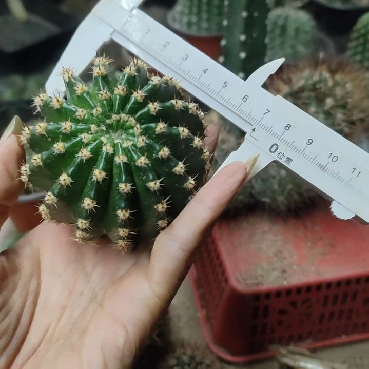 仙人球梨花落大侧芽福利