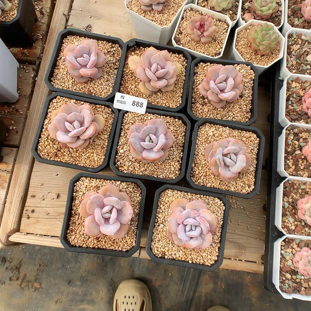 888奶茶多肉植物6666