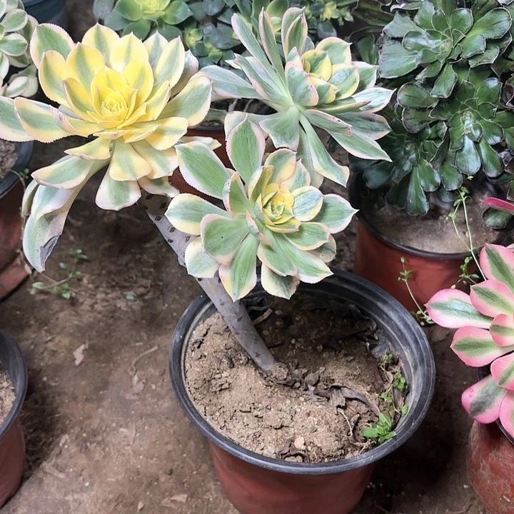 张**子多肉植物法师灿烂34