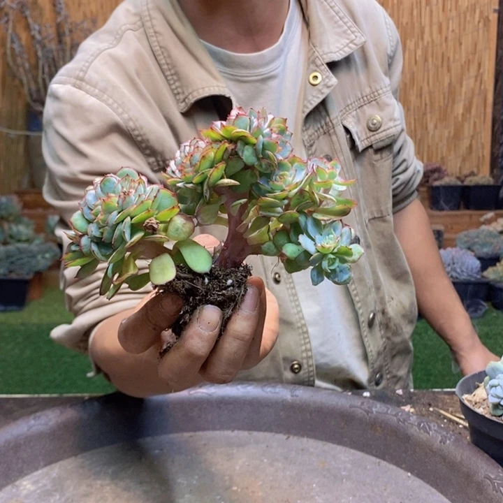 珍***姐297号牡丹亭多肉植物