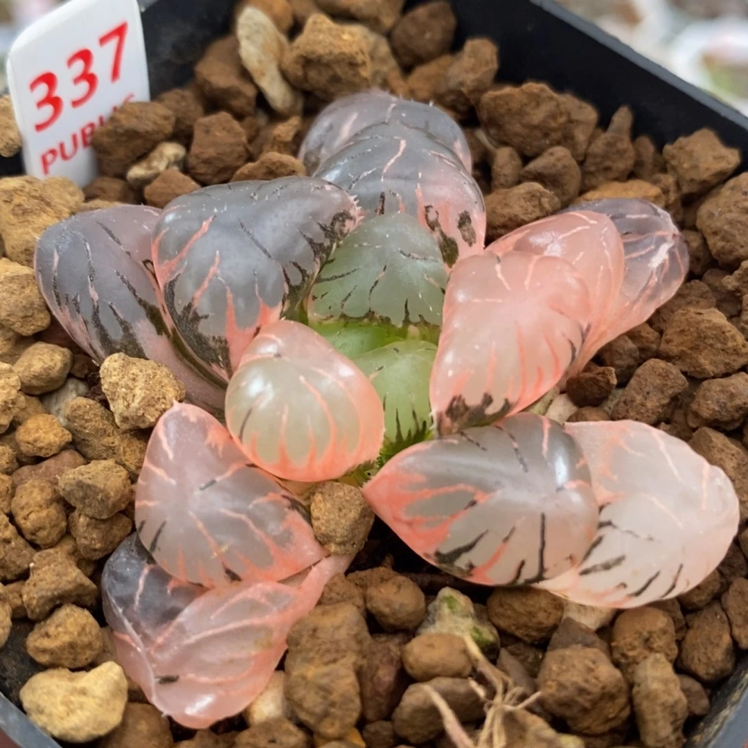 337孔明灯玉露锦一物一拍