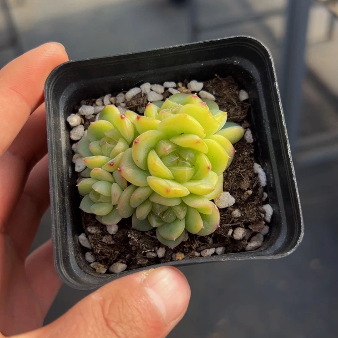 新年快乐 溏心珍妮
