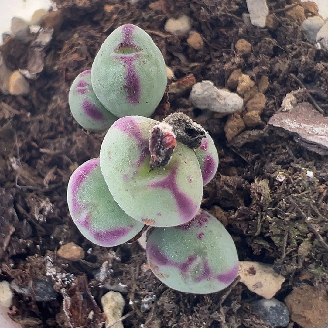 36号将杂10.21多肉