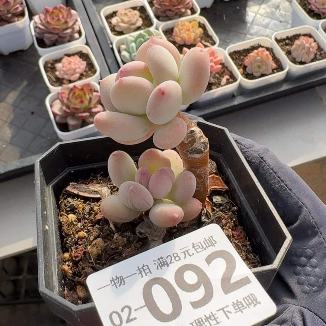 苹果奶无盆土发货无盆