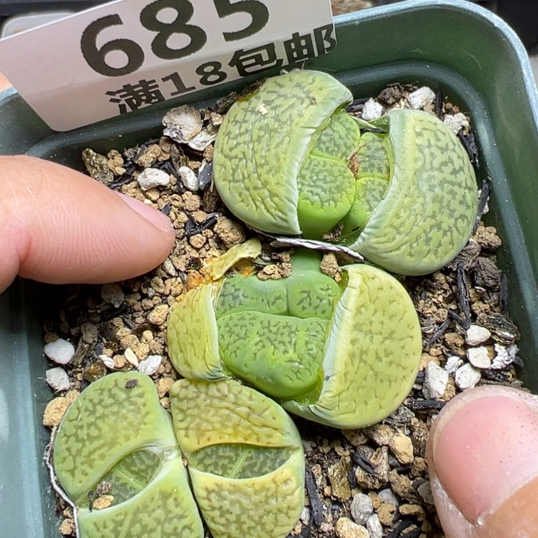 【闪购商品】685……