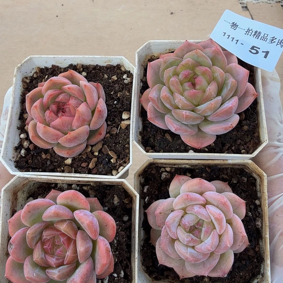 1111-51四颗多肉一物一拍