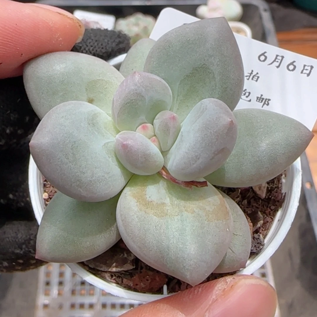 0606-264小胖子小胖子