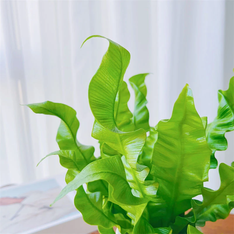 火焰鸟巢蕨类室内四季常青绿叶植物客厅吸甲醛北欧风观叶绿植网红