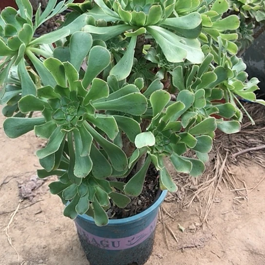 红***日绿法师多肉植物36