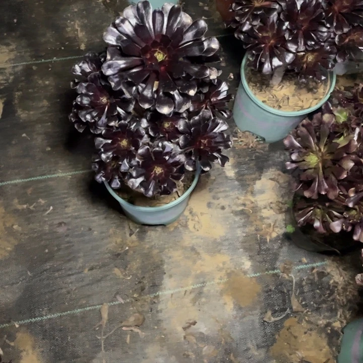 72墨法师多肉多肉植物多肉