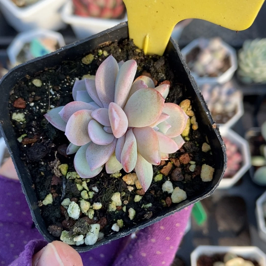 10奶茶多肉植物多肉