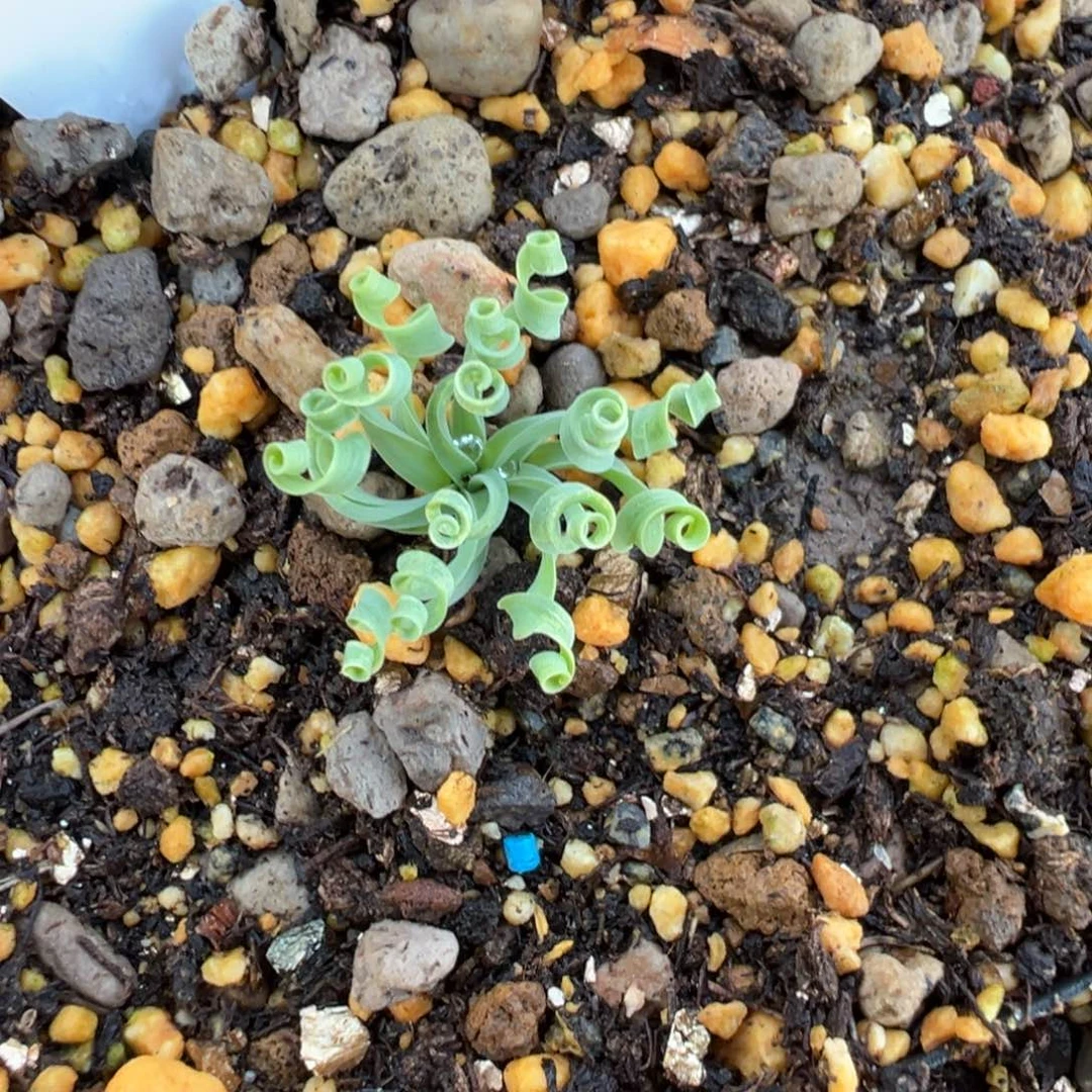 245实生根最美发卷弹簧草多肉植物带盆土