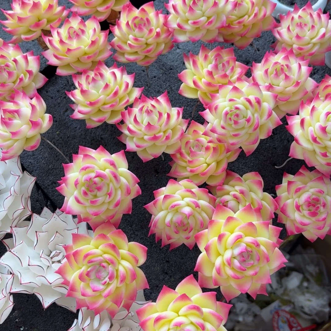 树脂制品8号噢噢噢哦哦