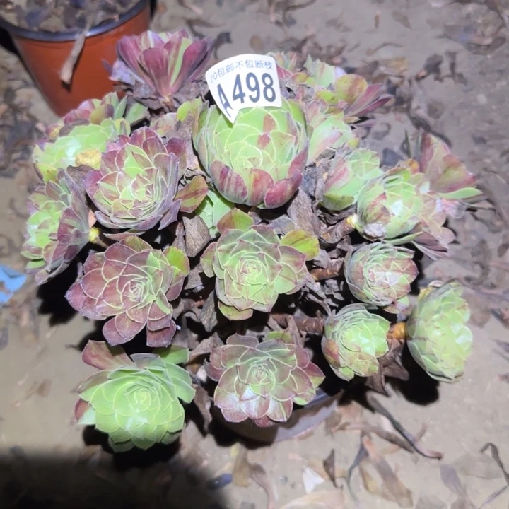 花月夜……不包断枝……多肉植物