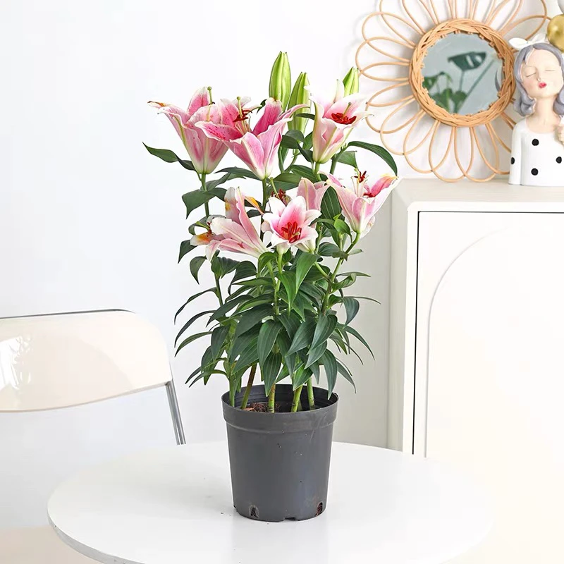 香水百合花盆栽带花苞鲜花植物室内四季好养花苗植物花卉