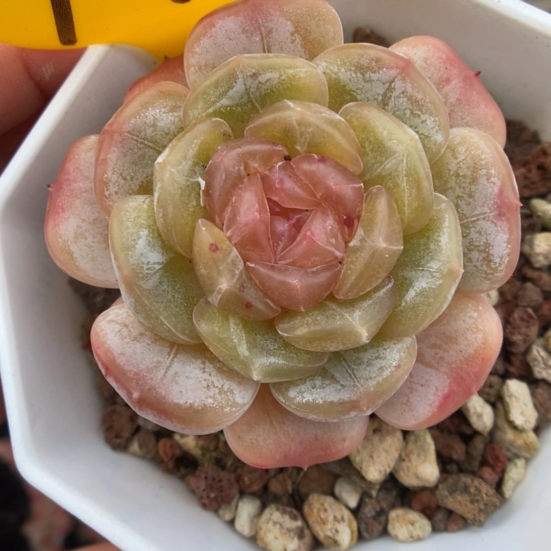 白色恋人可拍949号。