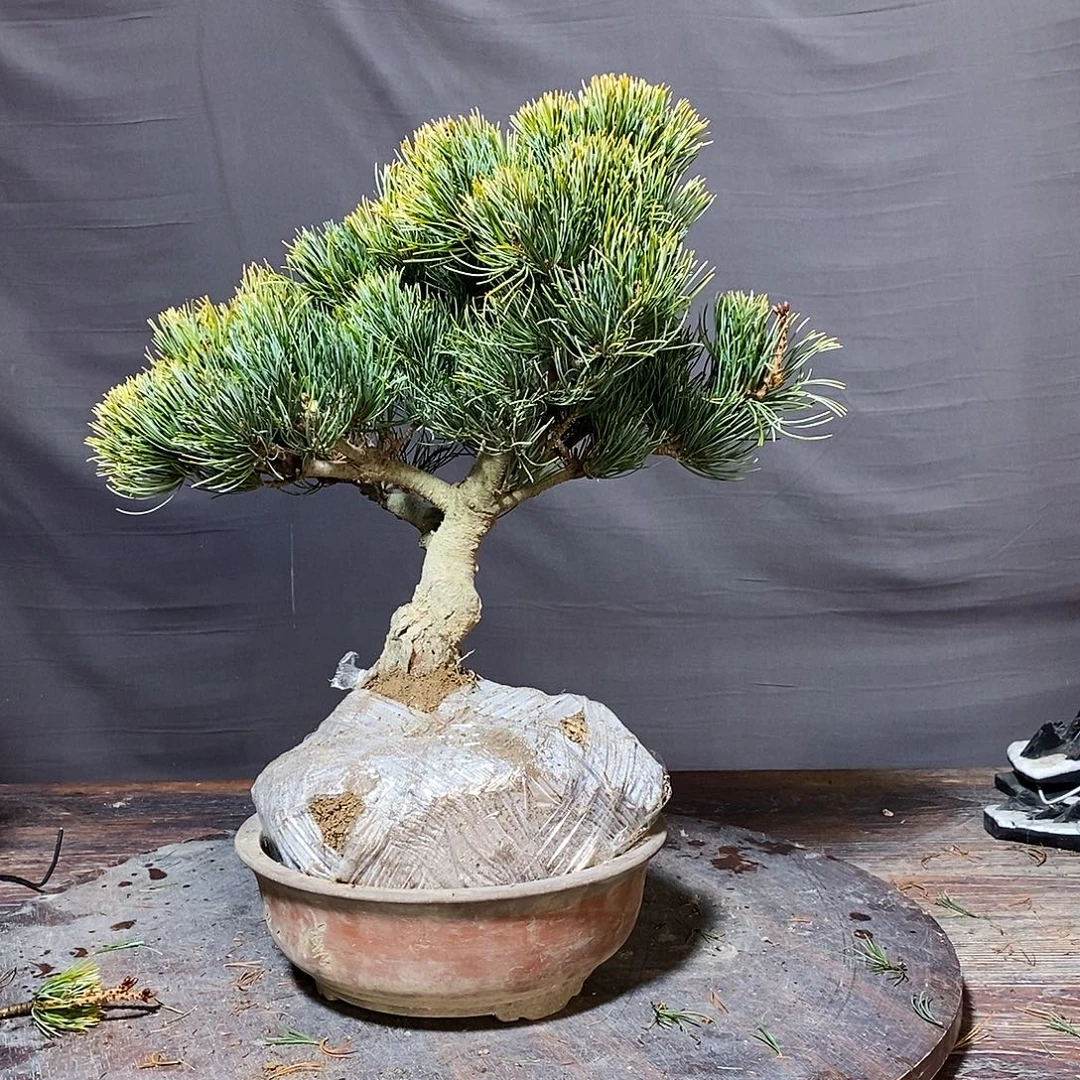 无花朵盆景111111111