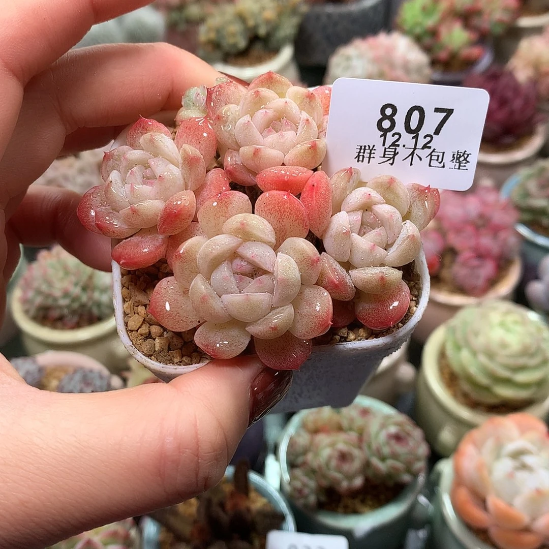 精控拇指盆12.12807