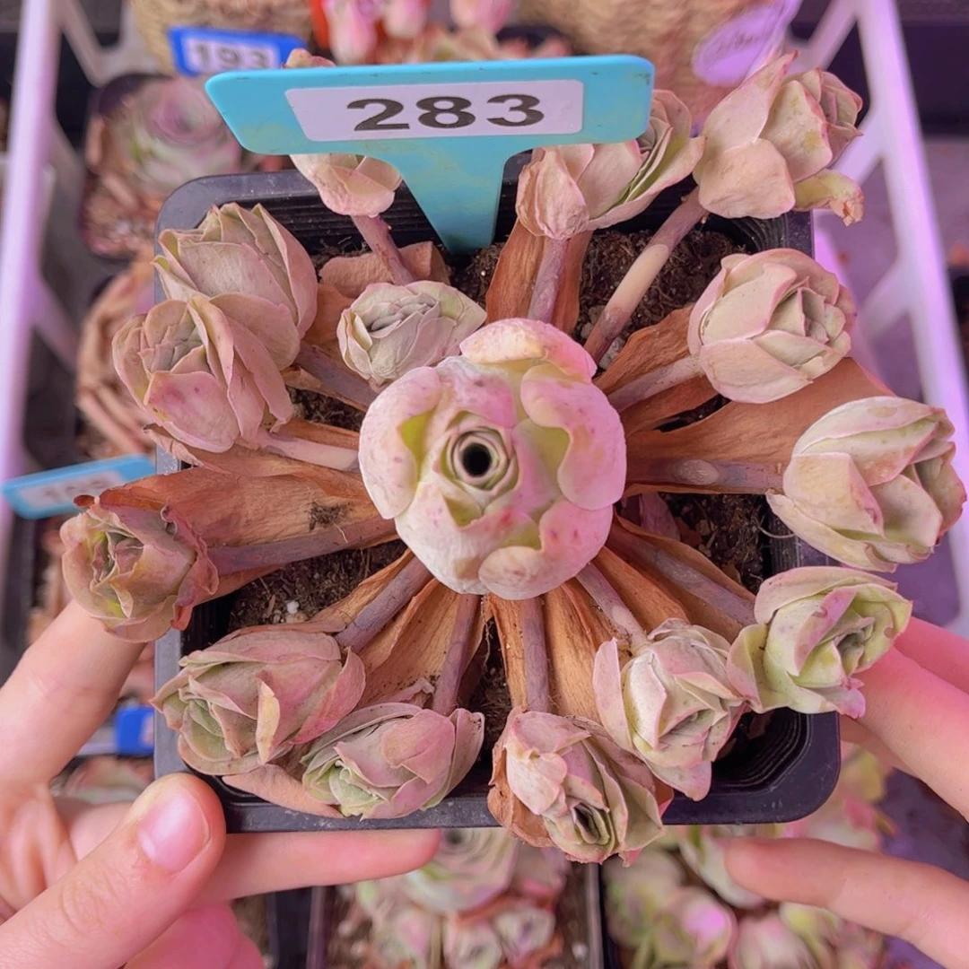 单品一物一拍283号