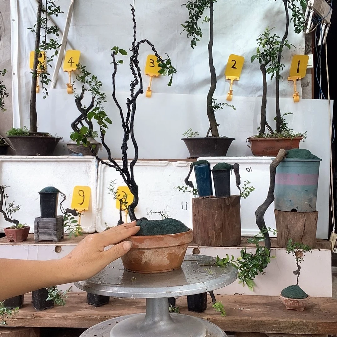 当前无花栽培后可以开花