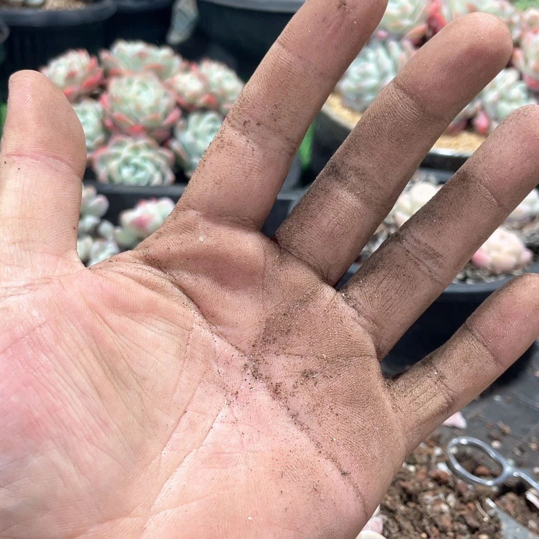 一叶知秋专拍冰玉链接