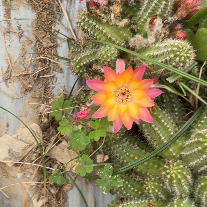 白檀仙人掌1171侧芽一个