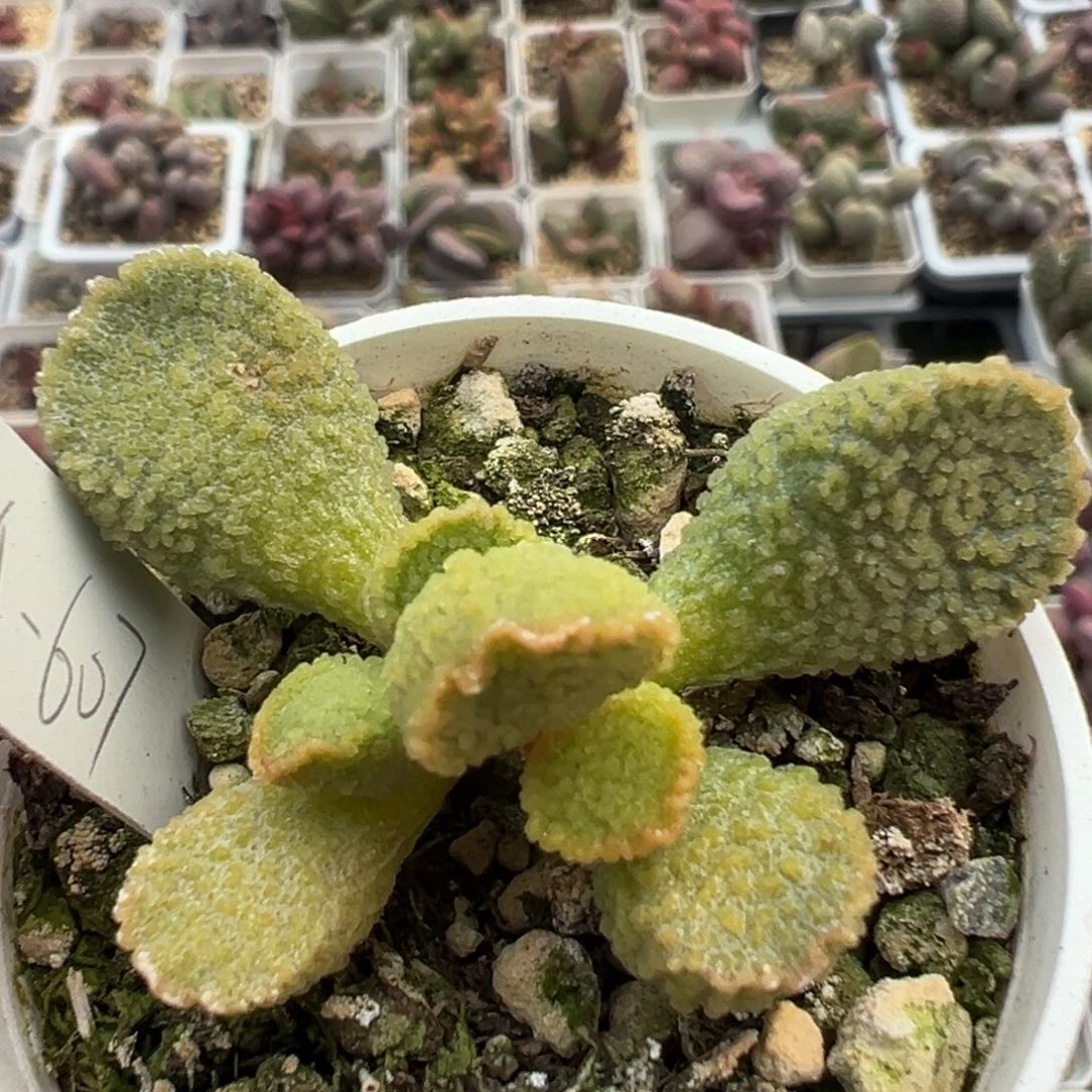 实生a-607蝴蝶单头桩