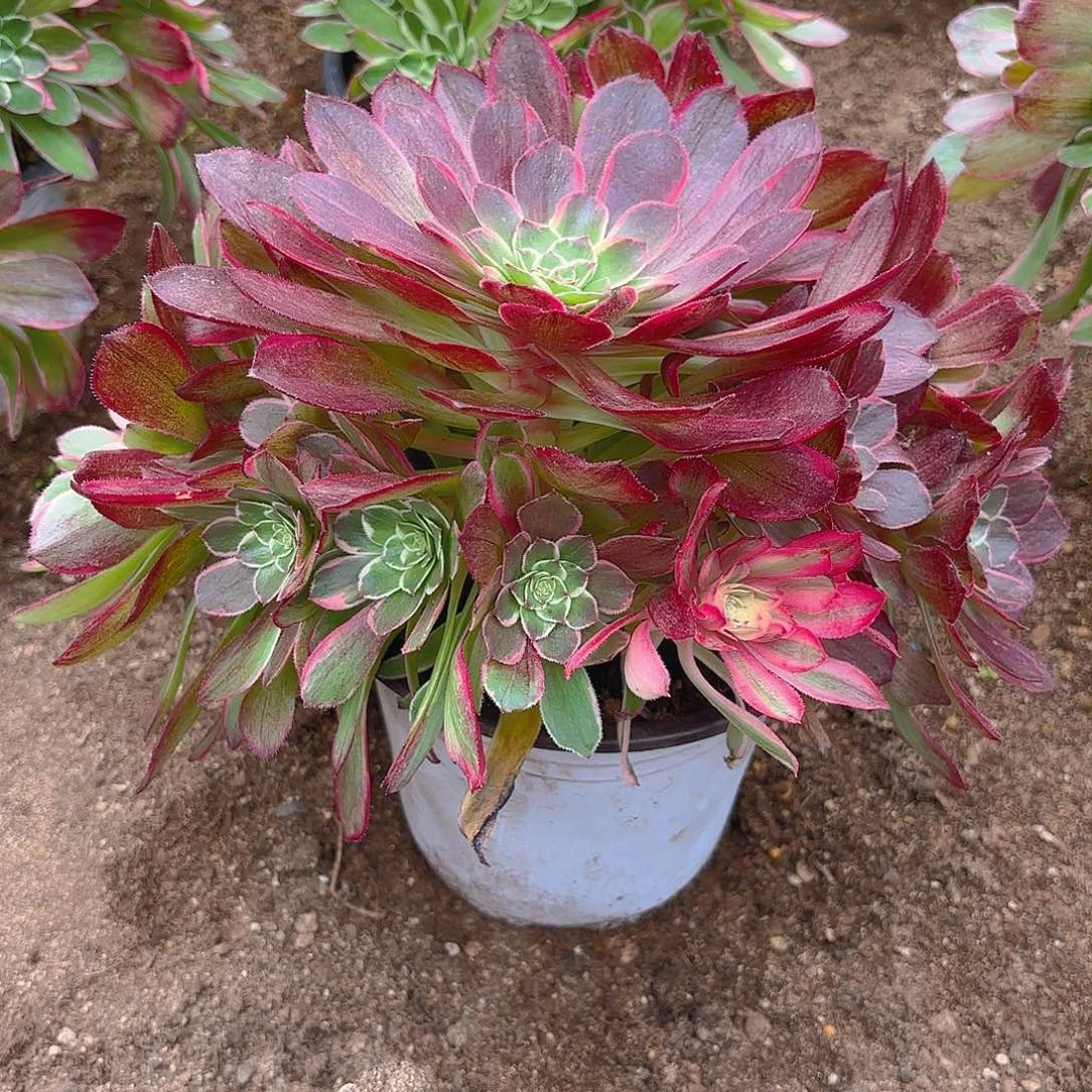 海王手捧多肉植物