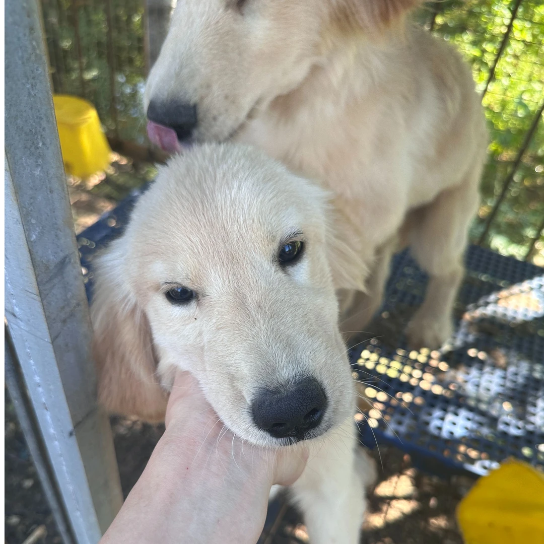 【依伴宠物】金毛宠物活体小狗狗山东省省内包邮