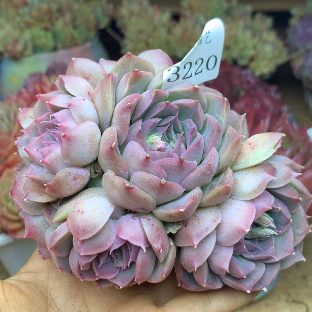 3220杂交精品基地13厘米