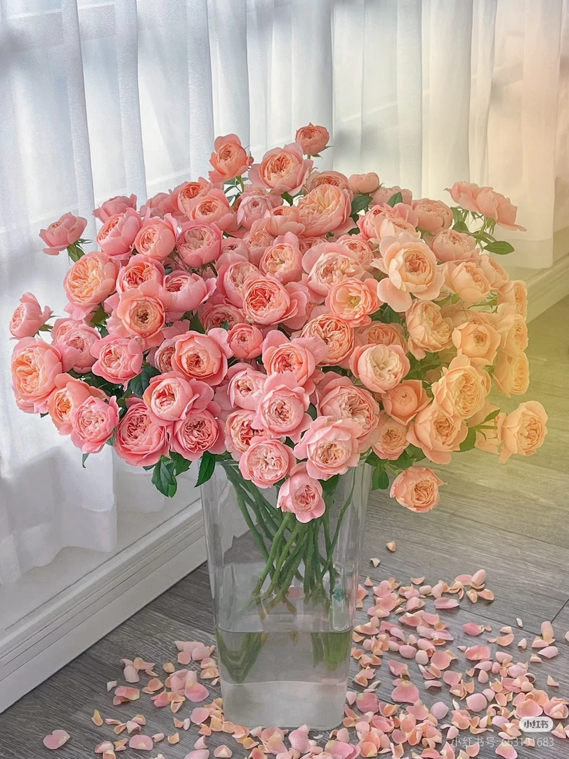 【好物鲜花】多头蜜桃汁阳台10支