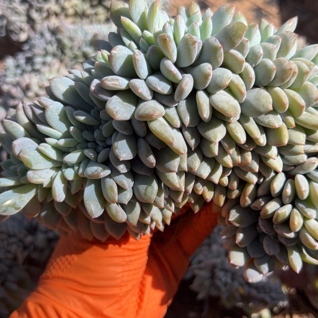 君****wykulooyokuwononlyxw