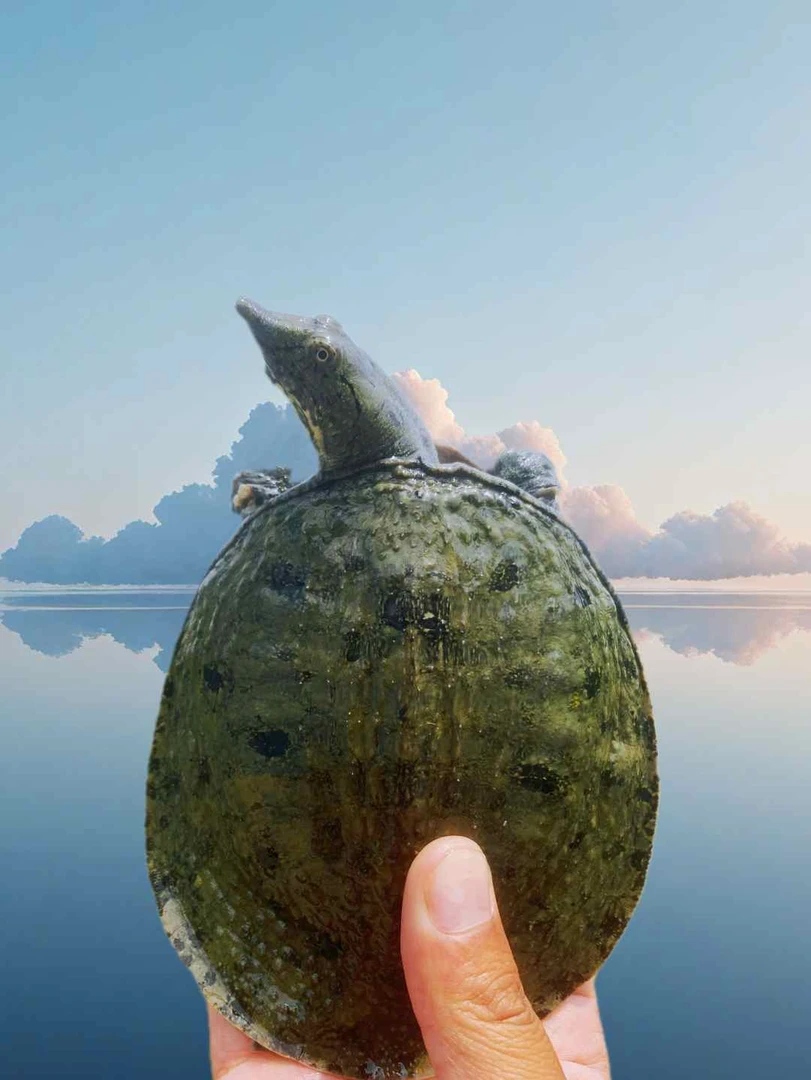 【外塘冷水中华鳖苗】五斤正宗土团鱼老鳖现货水产源头直发鳖苗子