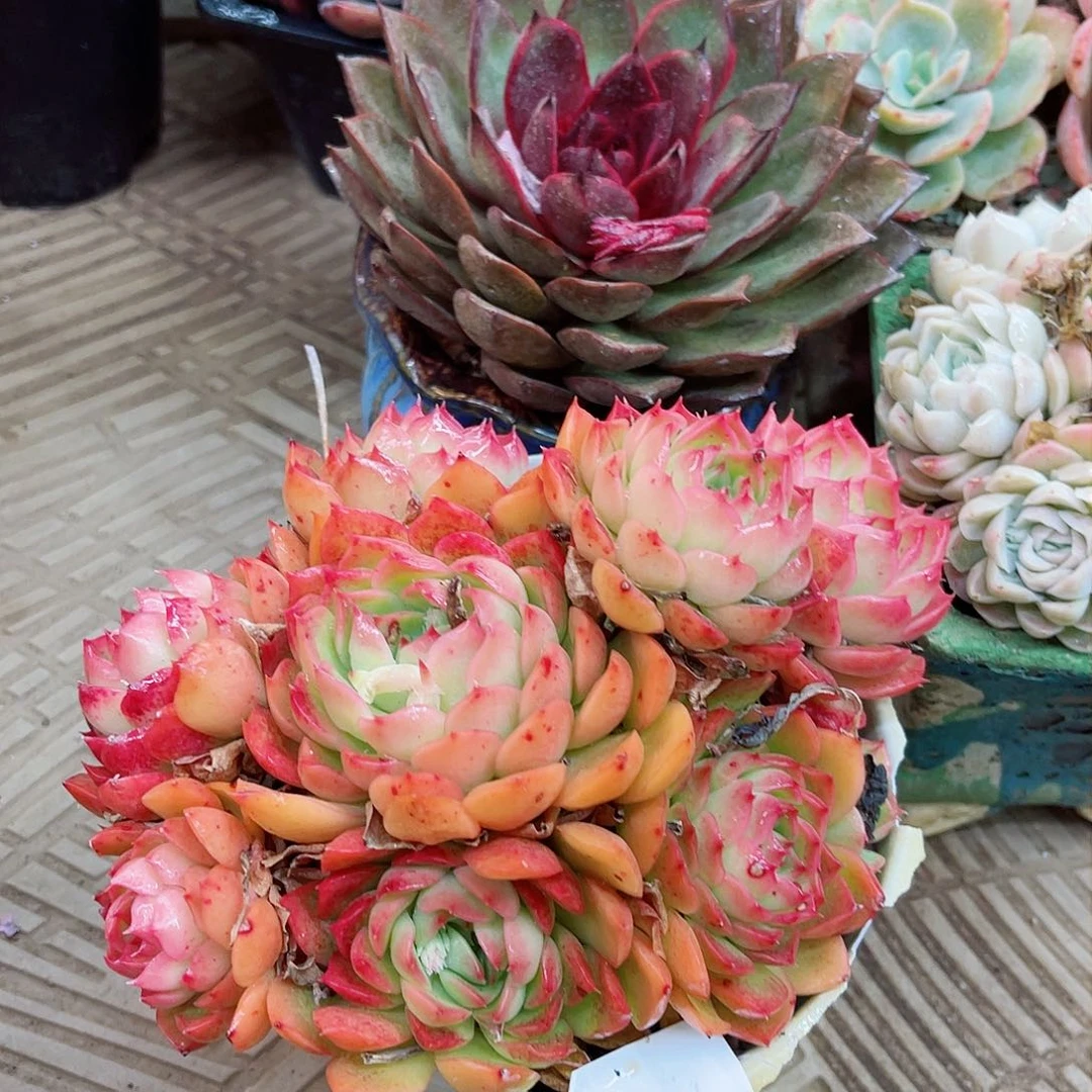 秋***?20010多肉植物一物一拍