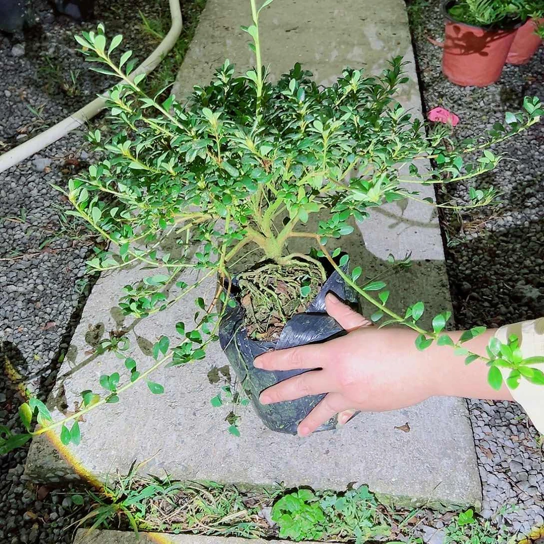 明***明无花朵盆景皋月杜鹃绢之舞6552