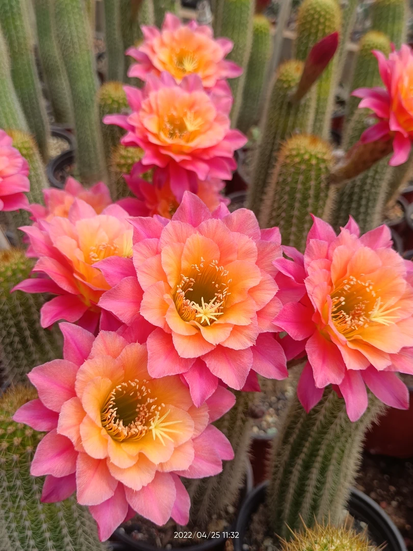 仙人球金妞时光带根球20公分左右