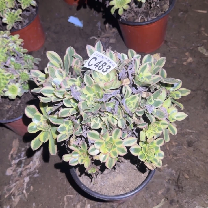 ****煜白兰地……多肉植物的