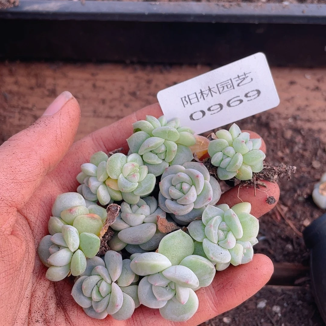 多肉植物多肉植物969