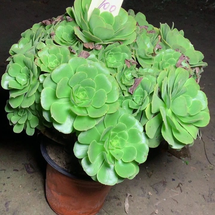 100绿羊绒多肉一物一拍