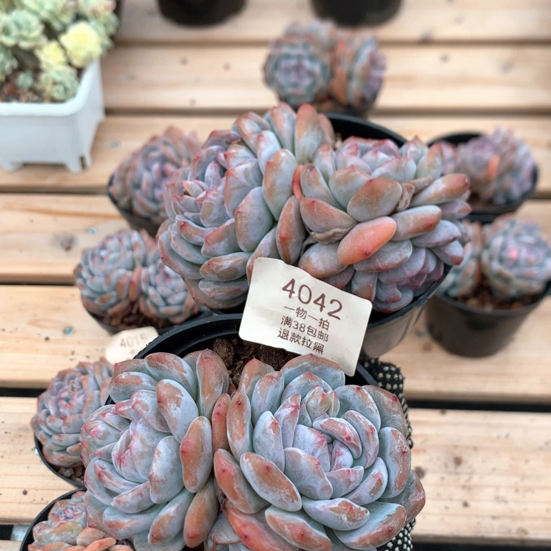 三头石榴籽两颗4042