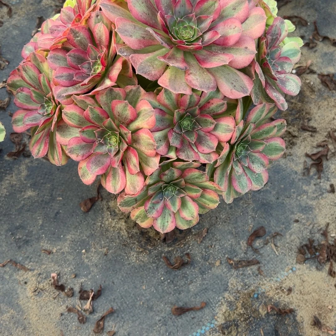 528雨荷多肉植物法师