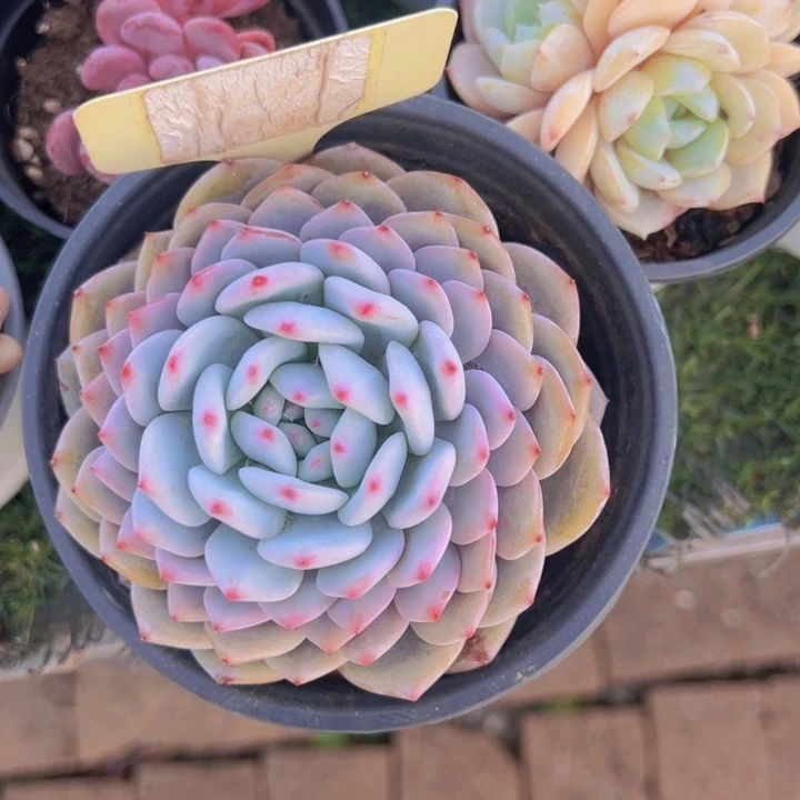 健健康康平平安安