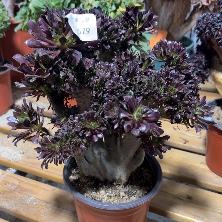 泰*579黑法师不售后